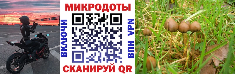 Галлюциногенные грибы Psilocybine cubensis MEGA ССЫЛКА Вуктыл наркотики